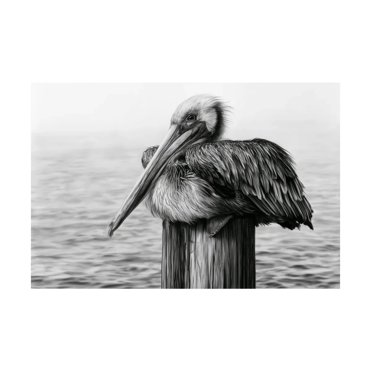 Solitary Pelican Charcoal Drawing - Monochrome Marine Life Wall Art