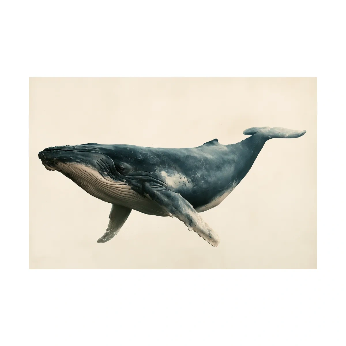 Minimalist Humpback Whale Illustration - Hamptons Marine Life Wall Art
