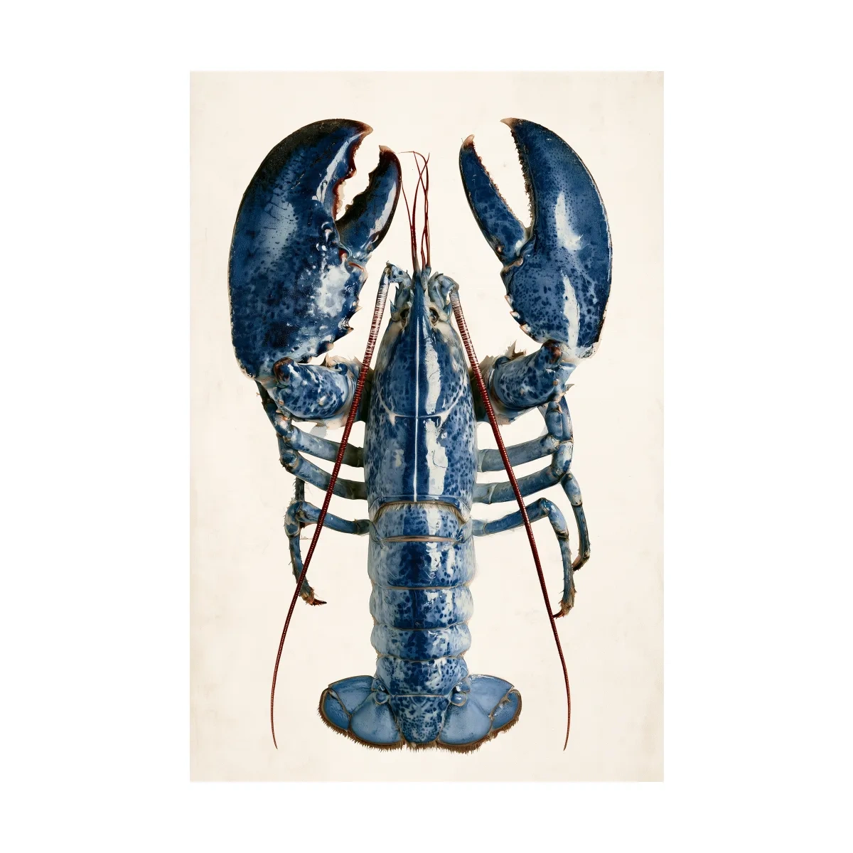 Hamptons Lobster Illustration - Minimalist Coastal Marine Life Wall Art