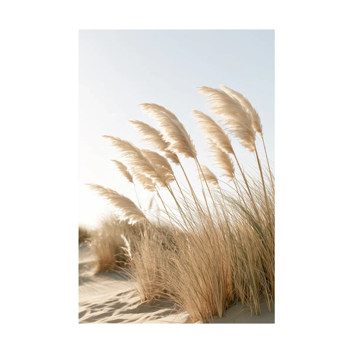Boho Pampas Grass Dunes - Photographic Botanical Wall Art