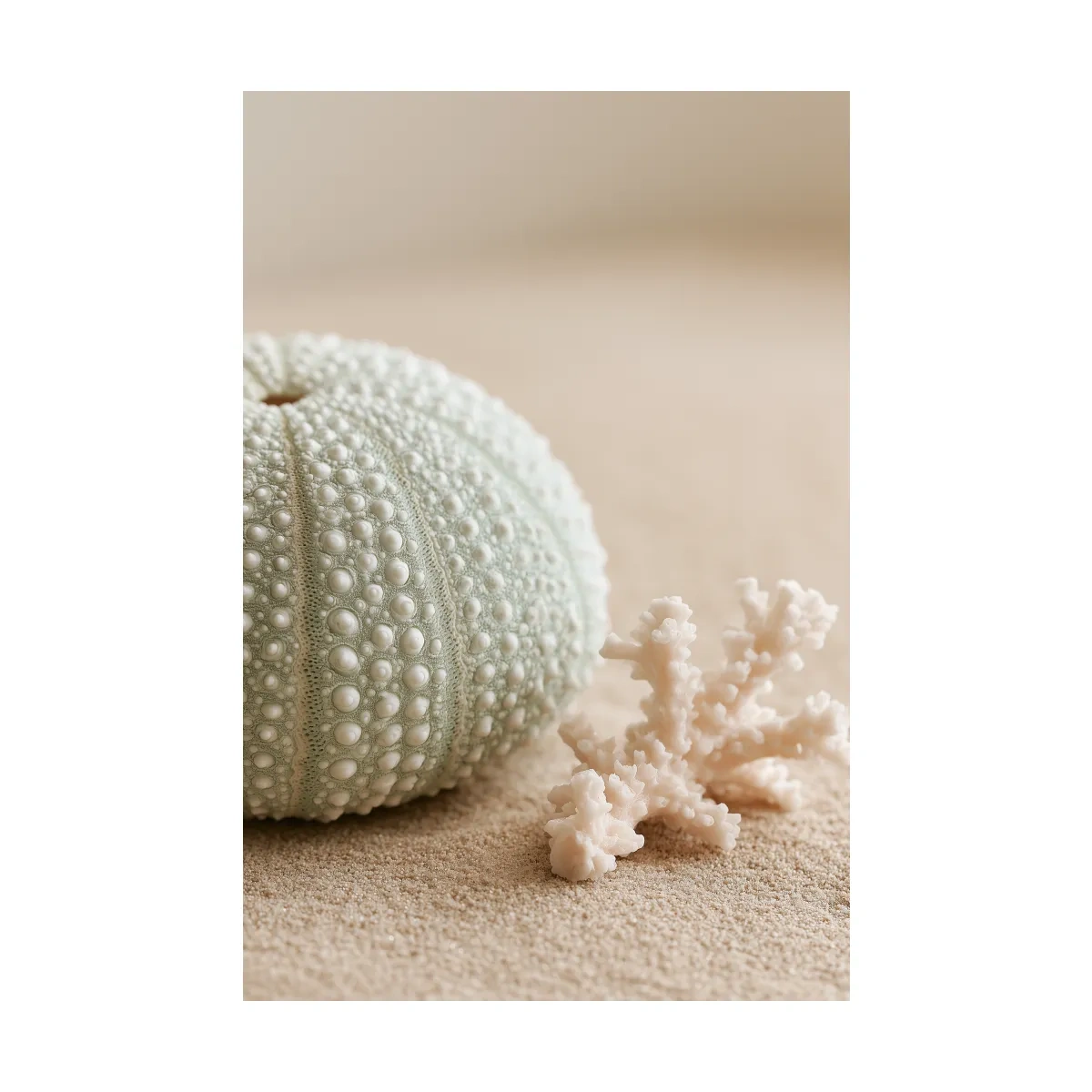 Sea Urchin Shell and Coral - Photographic Coastal Wall Art